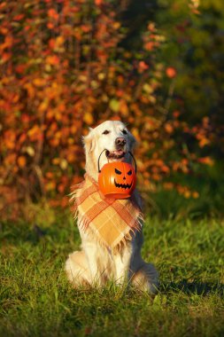 Damalı bandanalı Golden retriever parkta oturuyor ve elinde cadılar bayramı kovası