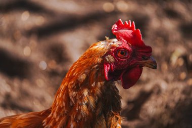 Bulanık kahverengi bir geçmişi olan, büyük, güneşli bir köy tavuğu portresi.