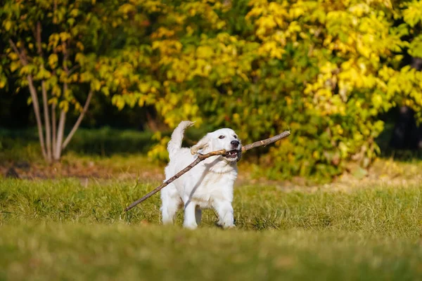 Happy golden retriever puppy berjalan dengan tongkat panjang di giginya di taman musim gugur — Stok Foto