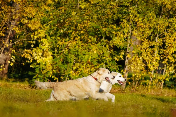 Dos golden retrievers se divierten corriendo entre sí en el parque de otoño — Foto de Stock