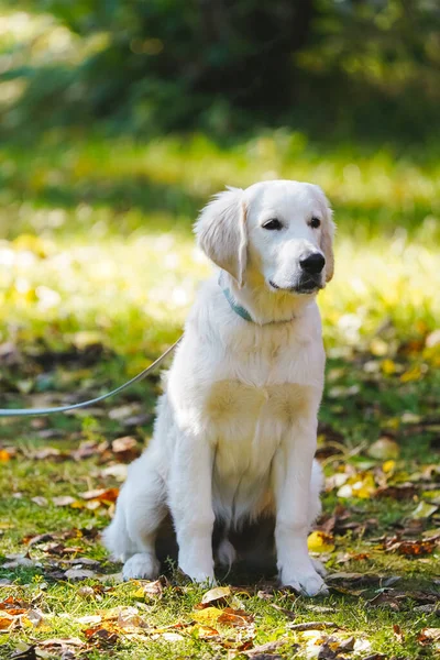 Golden retriever cachorro con una correa se sienta en la hierba verde cubierta de hojas de otoño Imagen de stock