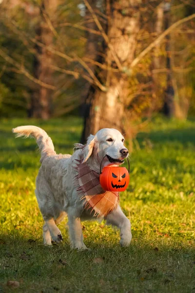 # Happy and adorable golden retriever in a checkered scarf with jack o lantern # — Stok Foto