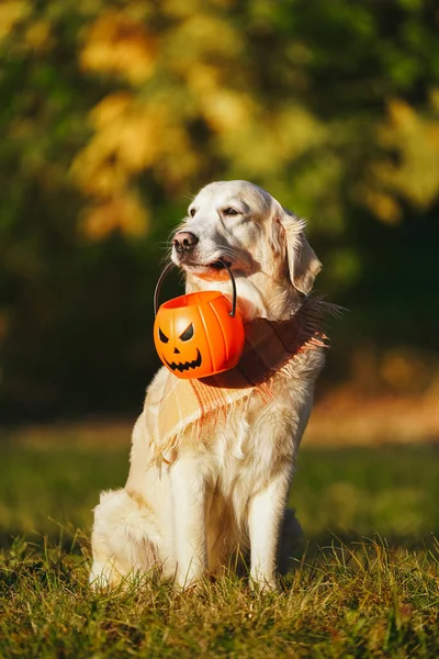 Damalı bandanalı Golden retriever parkta oturuyor ve elinde cadılar bayramı kovası — Stok fotoğraf