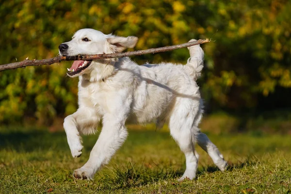 Feliz cachorro golden retriever corre con palo largo en sus dientes en el parque de otoño — Foto de Stock