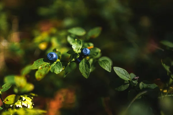 Bleuets sauvages trempés de soleil sur un buisson bas dans la forêt sibérienne Photos De Stock Libres De Droits