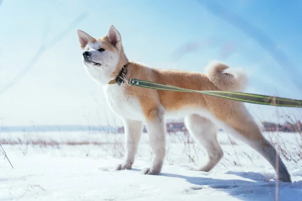 Akita Inu cachorro con una correa verde en un campo cubierto de nieve mirando a la distancia — Foto de Stock