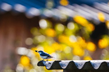 Gagasında tohum olan küçük gri tımarhane tahta bir çatının kenarında oturur.