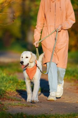 Pembe yağmurluklu insan, parlak turuncu bandanalı golden retriever köpeğini yönetiyor.