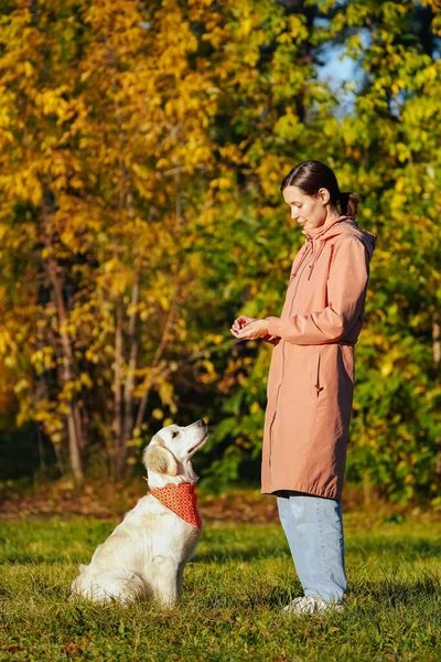 Golden retriever cachorro con bandana en el parque mirando a la chica en impermeable rosa Imágenes de stock libres de derechos