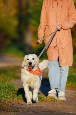 Pembe yağmurluklu insan, parlak turuncu bandanalı golden retriever köpeğini yönetiyor.