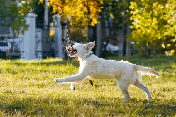 Happy golden retriever puppy berjalan dengan tongkat panjang di giginya di taman musim gugur — Stok Foto