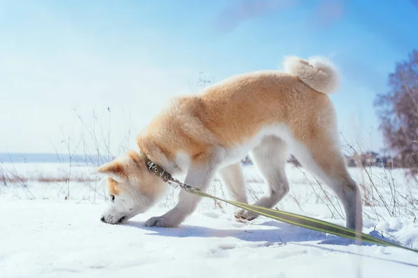 Karlı bir tarlada yeşil tasmalı Akita Inu yavrusu karda bir şey kokluyor. — Stok fotoğraf