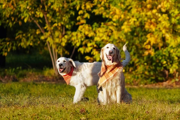 Dos golden retrievers en bandanas brillantes están sentados en el parque de perros de otoño Imagen de archivo