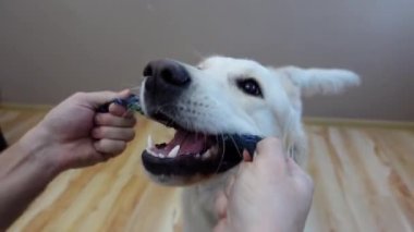 Golden retriever köpeği sahibi ile çorap ile oynar ve kuyruğunu sallar.