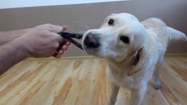 Tatlı ve komik Golden Retriever köpeği efendisine çorap çeker.