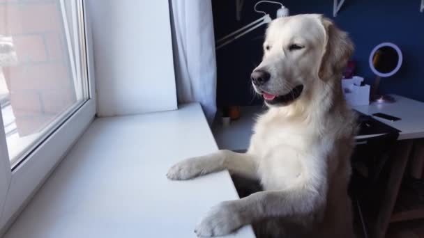 Lindo perro recuperador de oro se para en sus patas traseras y mira por la ventana — Vídeo de stock