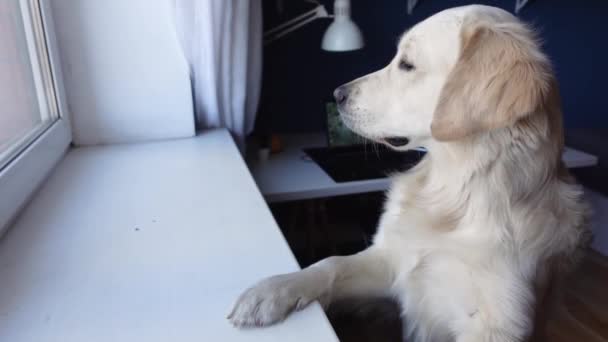 Genç Golden Retriever köpeği arka ayakları üzerinde durur ve pencereden dışarı bakar. — Stok video