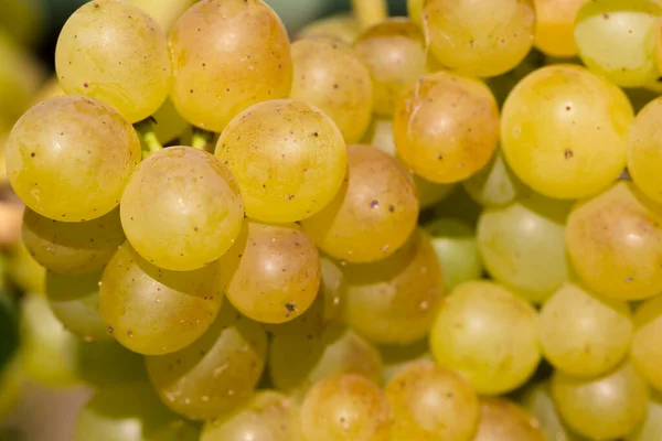 Bagas Uvas Maduras Grandes — Fotografia de Stock