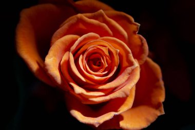 Siyah arkaplanda gül goncası yakın plan