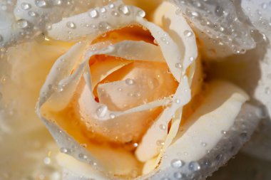 Su damlalarında beyaz gül yaprakları