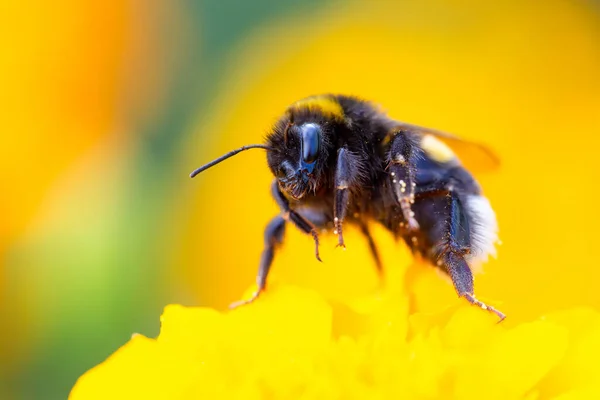 Sarı çiçekte büyük bir yaban arısı