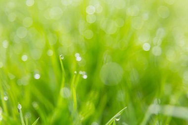 Çimde çiğ damlaları