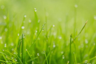 Çimde çiğ damlaları