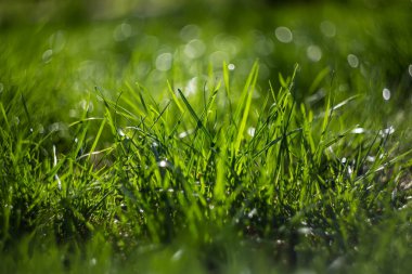 Çimlerin üzerinde soğuk sabah çiği