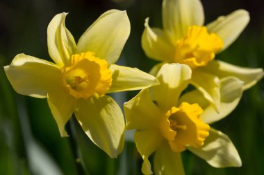 Güneşin altında üç sarı nergis