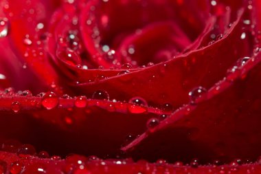 Bir bordo çiçeğinin yakın plan görüntüsü.