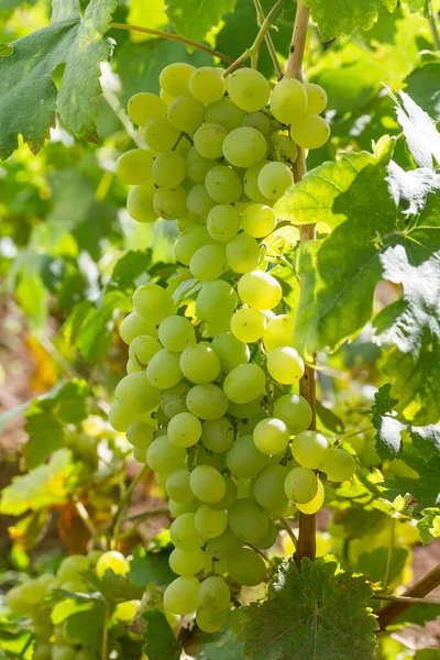 Een Bos Druiven Hangend Aan Een Wijnstok — Stockfoto