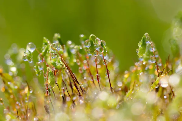 Gotas Agua Microcosmos Del Musgo — Foto de Stock