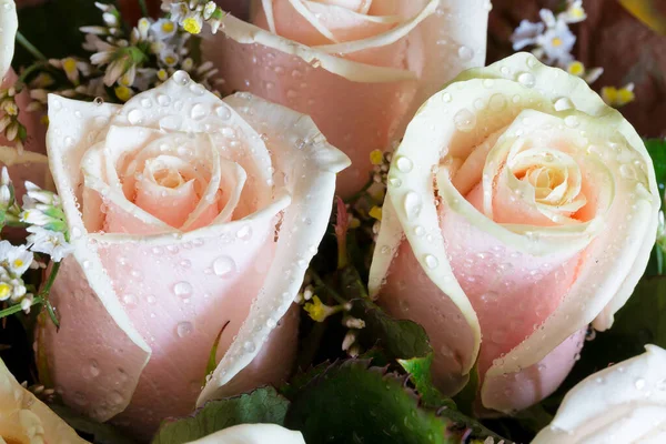 Su damlalarındaki krema gülleri