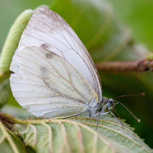 Beyaz kelebek yakın plan