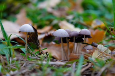 Çimenlerde zehirli mantar ailesi.