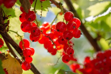 Çalının üzerinde olgun kırmızı frenk üzümü çalıları