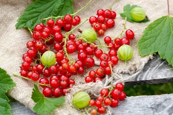 Çuval bezi üzümlü ve üzümlü üzümlü üzümlü.