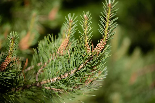 Young Pine Branch Blurry Background — Stock Photo, Image