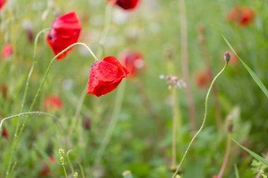 Yağmur damlalarında kırmızı gelincikler