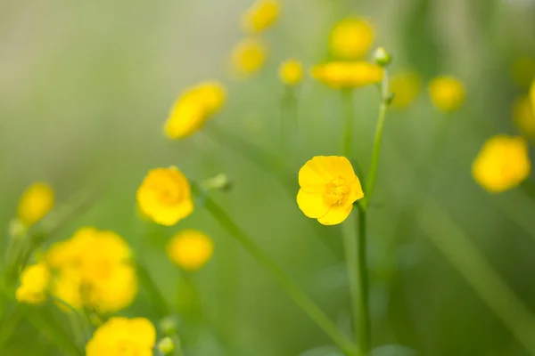 Flores Amarillas Sobre Fondo Verde —  Fotos de Stock