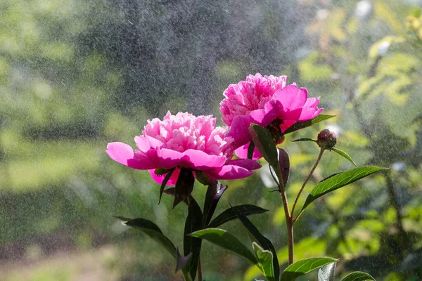 İki şakayık bir su damlasında