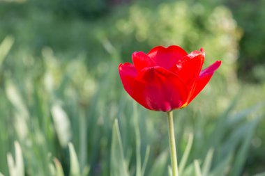 Yeşil arka planda yalnız kırmızı bir lale.