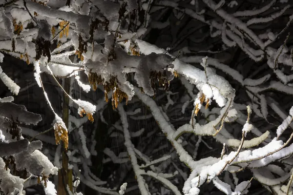 Fenerin Yanındaki Ağaç Dallarında Kar Var — Stok fotoğraf