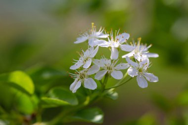 Kiraz çiçekleri Bahar Dalı