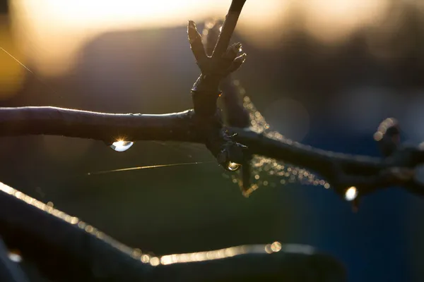 Toiles Araignée Gouttes Pluie Sur Une Branche — Photo