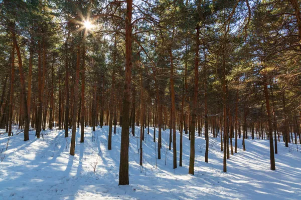 Güneşli bir günde, çam ağaçlarıyla kaplı kış manzarası