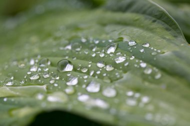 Yeşil yapraklı yağmur damlaları.