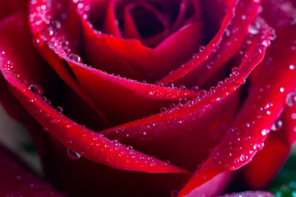 Květní Lístky Vínové Růže Zblízka Kapkách Vody — Stock fotografie