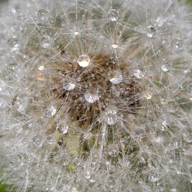 Karahindibanın üzerine çiy damlaları düşer.