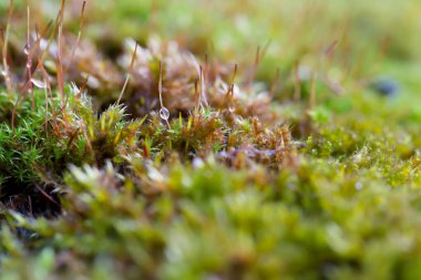 Doğadaki yosunların yakın plan fotoğrafları.